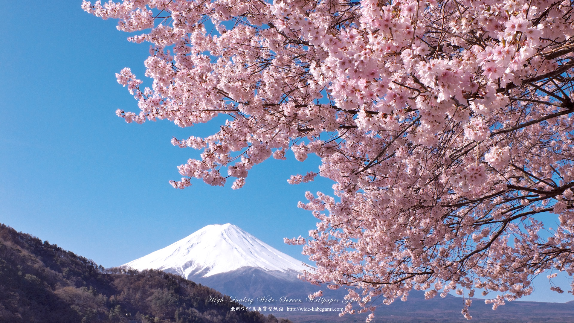 歳時記ブログ 桜